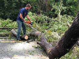 Best Root Management and Removal  in Dodge Center, MN