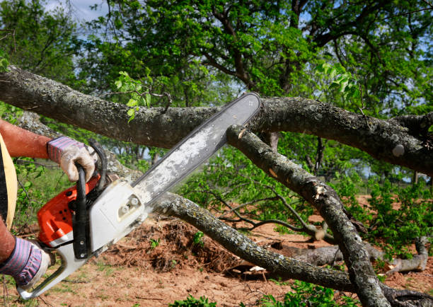 Best Tree Health Inspection  in Dodge Center, MN