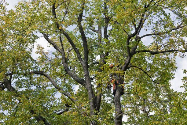 Professional Tree Care in Dodge Center, MN